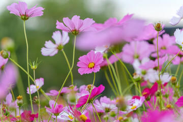 風に揺れるピンクのコスモス畑