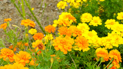 色鮮やかなマリーゴールドの群れ