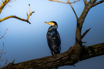 Resting cormorant on blue sky background