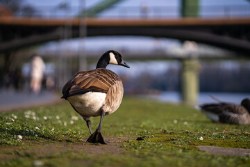 Canada Goose by the River © Andrew