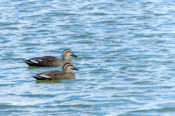 穏やかな水面に浮かぶカルガモのペア