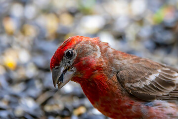 The house finch (Haemorhous mexicanus) close up