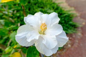 純白のハイビスカスが咲く美しい庭の風景