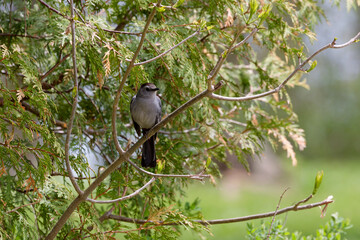 The gray catbird (Dumetella carolinensis) on the branch tree