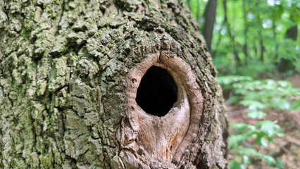 hole in the tree in the forest close up