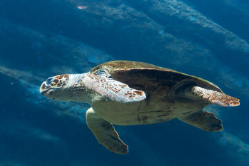Obraz premium A large sea turtle swims in seawater in Two Oceans Aquarium in Cape Town, South Africa