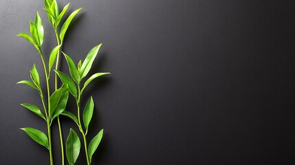 Green plants on a dark background for nature content or product marketing