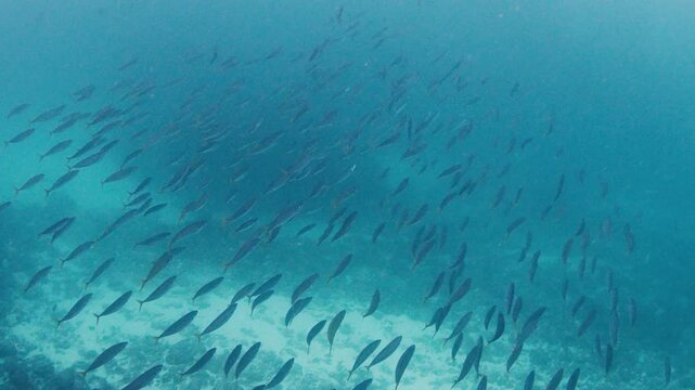 School of bait fish swim in the sea