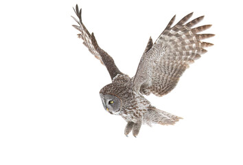 Great grey owl with wings spread out isolated on white background in flight hunting over a snow covered field in Canada