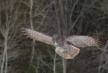 Great grey owl with wings spread out in flight hunting in a forest in Canada