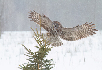 Great grey owl landing atop a pine tree in winter (Strix nebulosa) in Canada