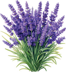 Obraz premium Lavender flower bouquet vector illustration on transparent background