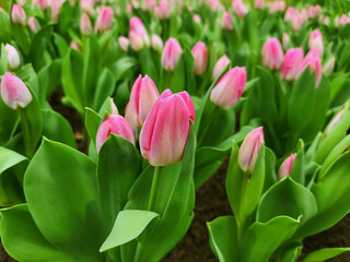 Pink tulips in a garden