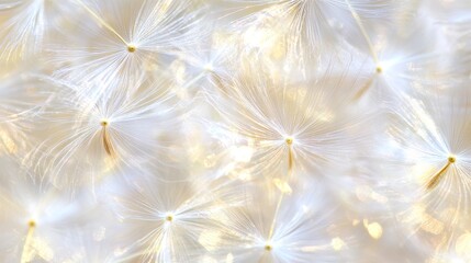 Delicate White Dandelion Seeds on Soft Background Capturing Nature's Elegance and Fragility in Springtime Light