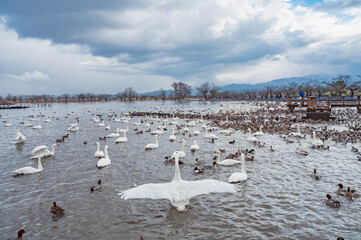 新潟　朝の瓢湖（阿賀野市）