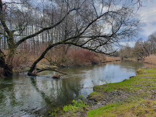 autumn landscape with a view of a lonely tree growing right in the river against the backdrop of a gloomy sky