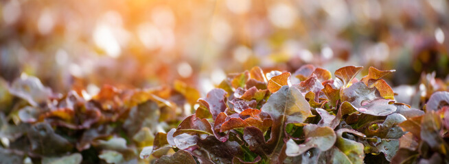 Banner fresh Red Oak Leaf Lettuce organic hydroponic vegetable plantation produce red salad hydroponic farm. Panorama red oak lettuce salad in Organic Farm. Salad farm vegetable with copy space