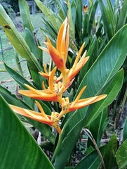 Heliconia psittacorum 'Andromeda  flora
Growth Form, It is a herbaceous plant typically growing 