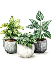 Fototapeta premium Three Potted Plants White Background