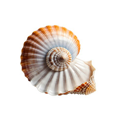 Obraz premium Close up of a beautiful spiral seashell with transparent background.