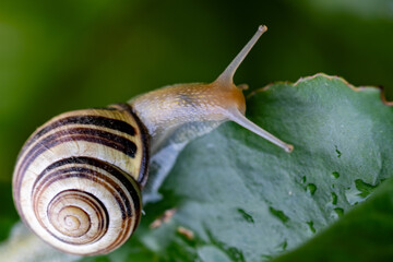 Close-up of a white-lipped snail (Cepaea hortensis)