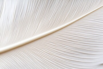 A close-up of a delicate white leaf showcasing intricate textures and patterns.