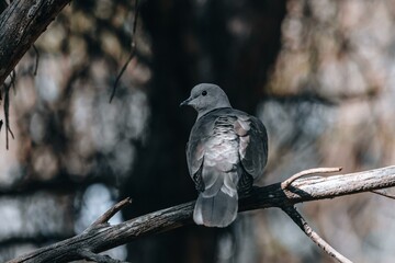Calm Bird Perched in a Natural Forest Setting