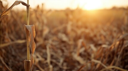 Warm autumn sunset over a dried cornfield
