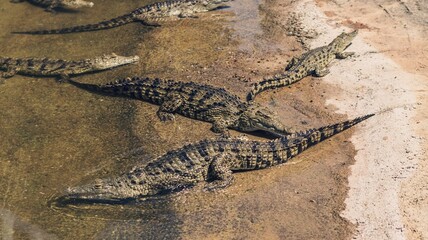 Silent Predators: Crocodiles in the Water