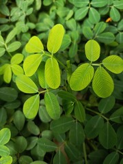 green leaves background
