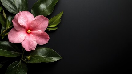 Close up of a vibrant pink flower and lush green leaves on a dark background with ample space for text or design elements