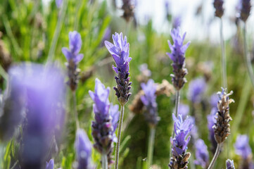 Lavender in Full Bloom