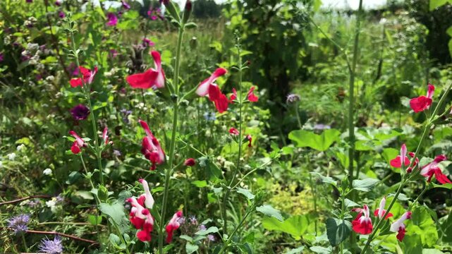Salvia microphylla 'Hot Lips'