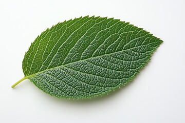 Fototapeta premium Close-up of a textured green leaf showcasing its intricate vein patterns.