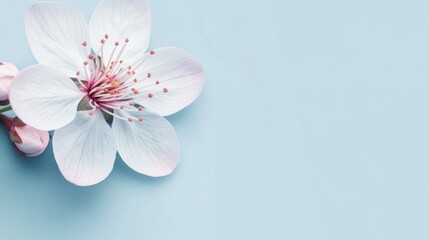 Fototapeta premium Delicate white cherry blossom with pink accents on a soft blue background ideal for elegant floral designs and invites