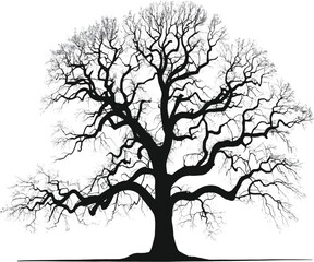 silhouette tree isolated on white