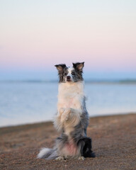 A Border Collie sits on the beach with a peaceful expression as the sky turns vibrant at sunset. The dog's calm demeanor complements the serene environment by the sea.