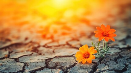 Dry cracked ground with vibrant orange flowers at sunset creating a serene landscape with ample space for text or messages.