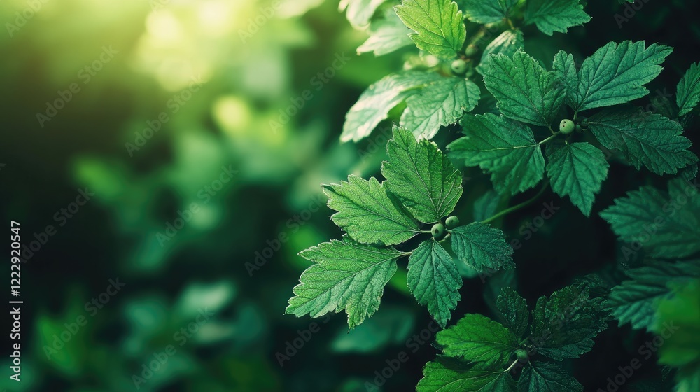 Poster Close up of lush green Gooseberry leaves in a garden with soft sunlight and ample space for text placement in your design or project