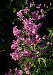Pink bougainvillea flowers growing in Thailand.