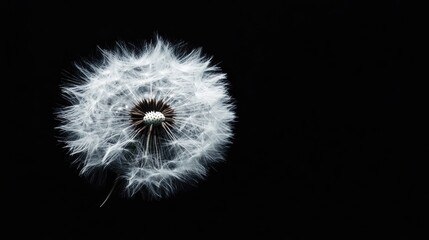 Fluffy dandelion puffball flower on black background with ample space for text or creative designs