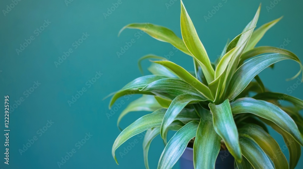 Poster close up of vibrant tropical epiphytic plant with lush green leaves set against a solid background f