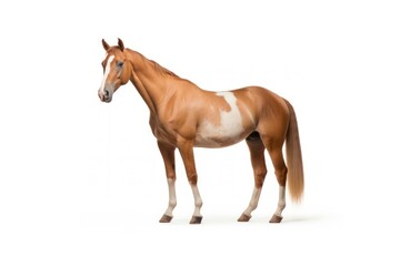 Obraz premium Australian stock horse animal mammal white background.