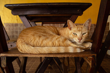 Um gato ruivo deitado, descansando, em uma cadeira de madeira, na varanda da casa.