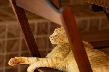 Um gato ruivo deitado, descansando em cima de uma cadeira de madeira.