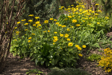 Photo of Doronicum orientale Magnificum flowers in a sunny garden in spring, April