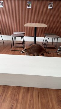 two cute and adorable couples of fluffy brown colored raccoons are walking around inside the animal themed cafe, raccoon cafe at Fox Cafe BSD, Tangerang, Indonesia. exotic animal, pet cafe