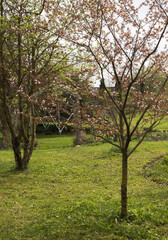 Ornamental plum with brown leaves and white flowers in the spring garden, April.
