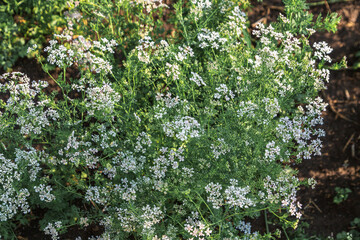 Blooming coriander with white flowers in the field. Coriander flowers