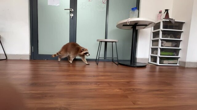 a cute fluffy raccoon is walking around back and forth in front of the door, trying to run out. sneaky and curious racoon. animal behavior, pet cafe, animal theme cafe in BSD, Tangerang, Indonesia